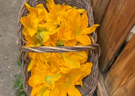 Fiori di zucchine freschi - Ristorante Grange Tachier